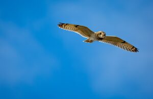 Jet2.com Flight Attendant: Your Ultimate In-Flight Experience Photo Jet2.com Flight Attendant