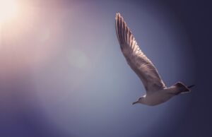 Life as a TUI Airways Flight Attendant Photo TUI Airways Flight Attendant