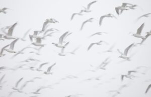 Frontier Airlines Flight Attendant: The Ultimate In-Flight Experience Photo Frontier Airlines Flight Attendant