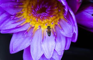Meet Air Vanuatu’s Friendly Flight Attendant Photo Air Vanuatu Flight Attendant